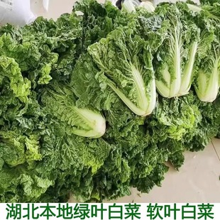 毛白菜新鲜湖北本地青菜绿叶大白菜叶类菜软叶白菜新鲜软叶白菜