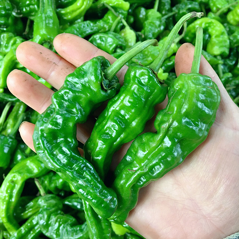 高山农家自种新鲜土辣椒皱皮辣椒薄皮辣椒薄皮青椒香辣青辣椒包邮