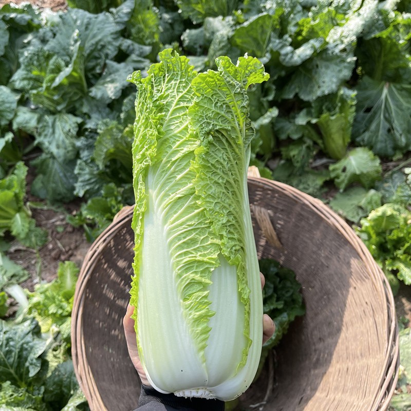 农家自种青麻叶白菜新鲜蔬菜