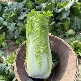 湖北农家自种新鲜蔬菜青麻叶白菜大白菜包心大白菜去老叶5斤包邮