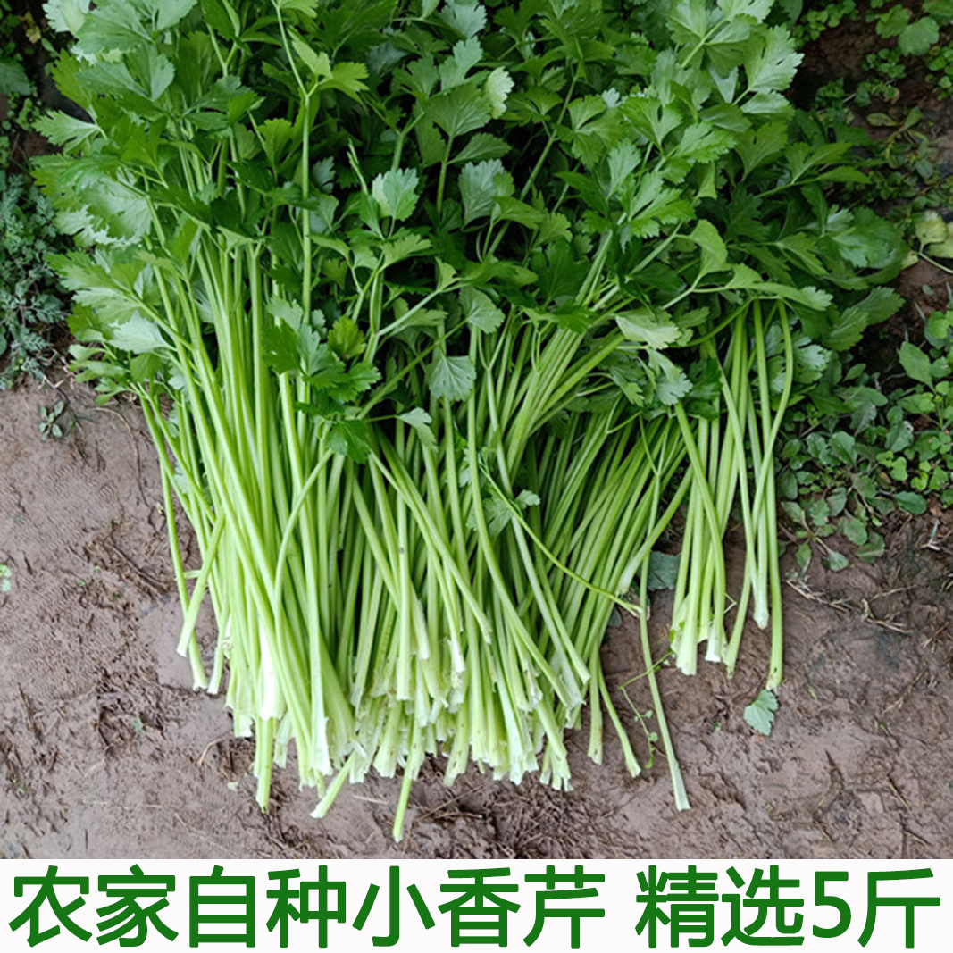 湖北农家菜现摘新鲜小芹菜根5斤西芹香芹青芹青菜蔬菜农村自种