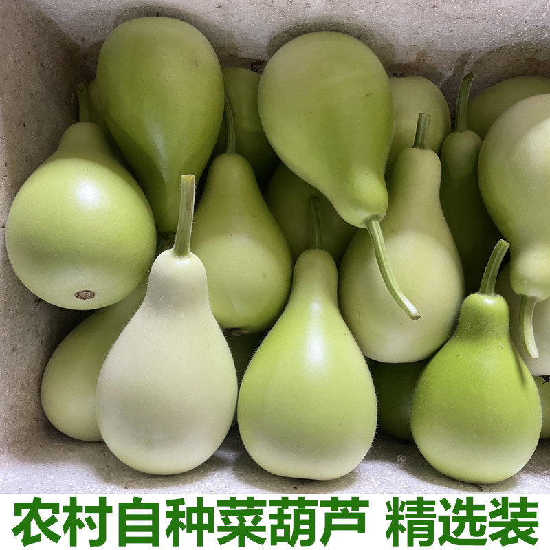 葫芦瓜新鲜蔬菜蒲瓜田蒲菜葫芦 肉葫芦短瓠 瓠瓜 葫芦瓜包邮