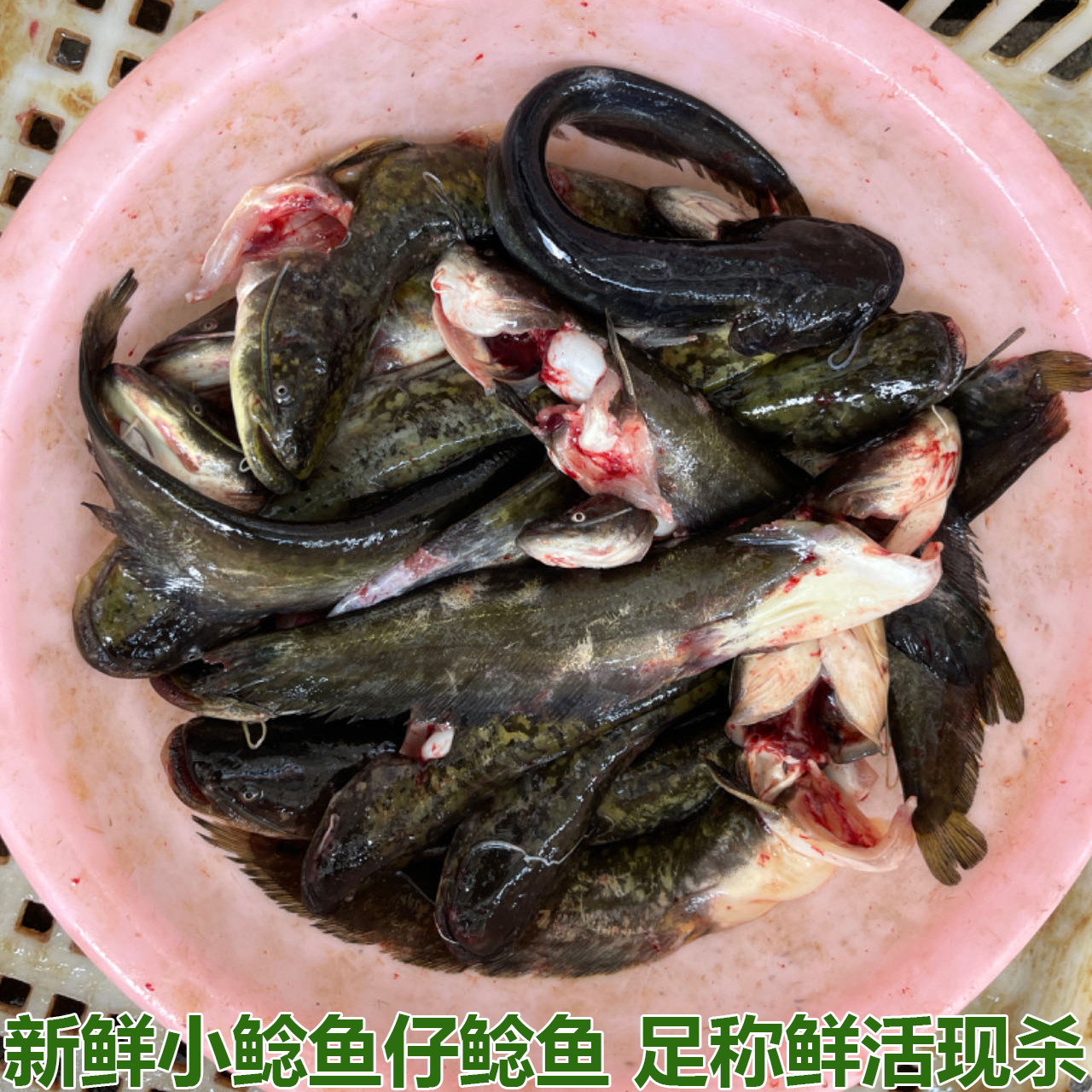 新鲜仔鲢仔鲶小鲶鱼胡子鲶大口鲶鱼本地鲶鱼河鲶鱼淡水鱼鲜活