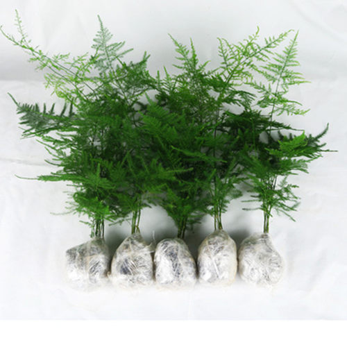 室内好养净化空气阳台水培绿植