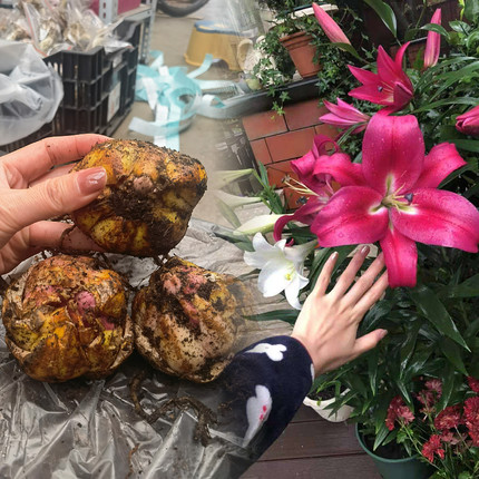 现货26年荷兰进口东方OT系百合花种球盆栽地栽香味浓大花系列