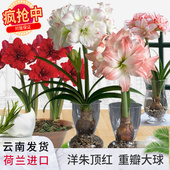 荷兰进口朱顶红种球盆栽地栽多年生年宵花卉无售后 清仓 超值 特价