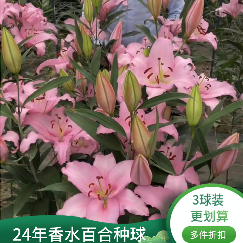 24年现货发发荷兰进口单瓣香水百合花种球园艺盆栽庭院绿植-封面