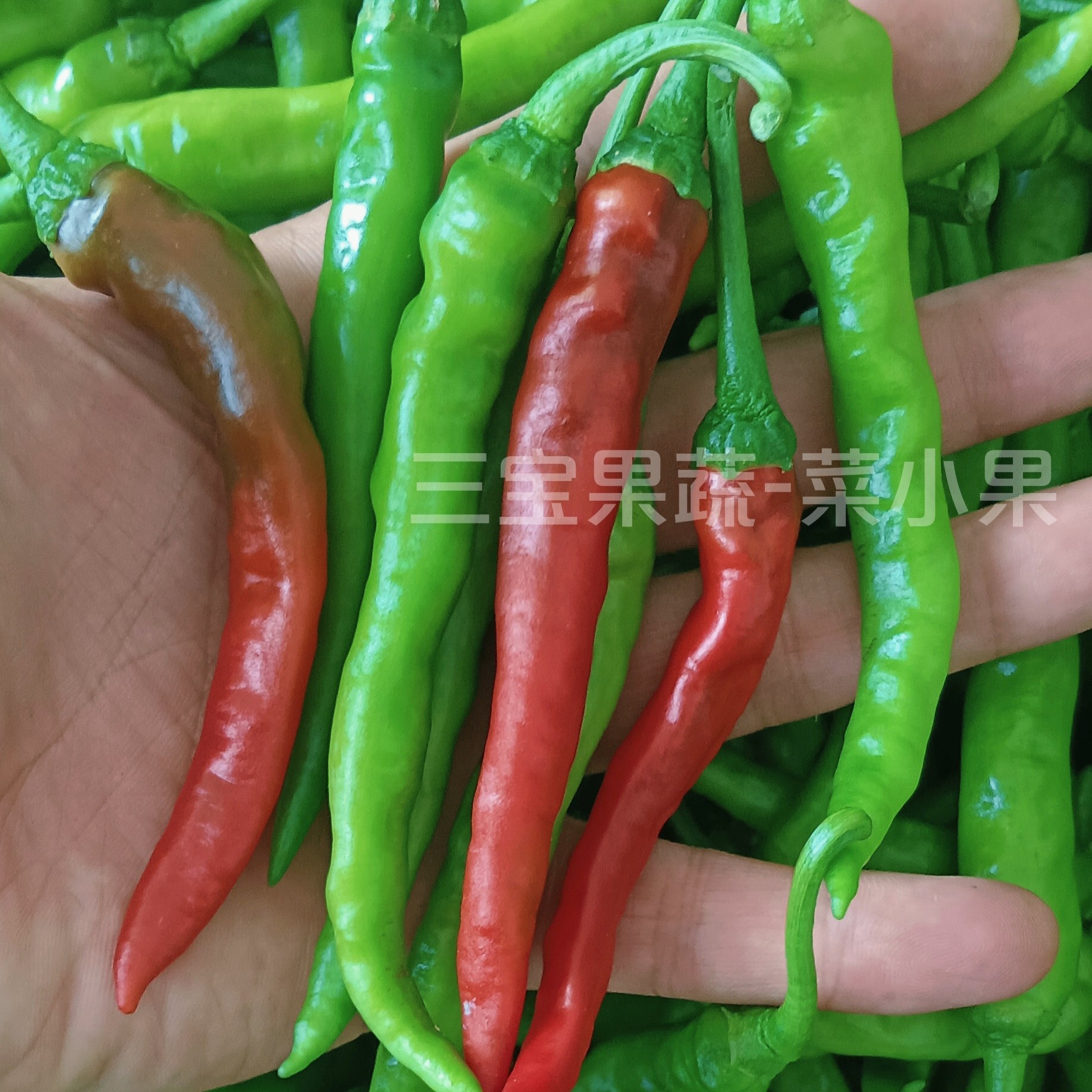 新鲜现摘小青椒邳州本地土辣椒薄皮香辣农家小尖椒小米螺丝椒徐州