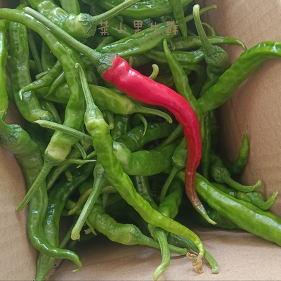 邳州新鲜勾椒土辣椒薄皮尖椒农家小青椒朝天小尖椒徐州螺丝椒朝天