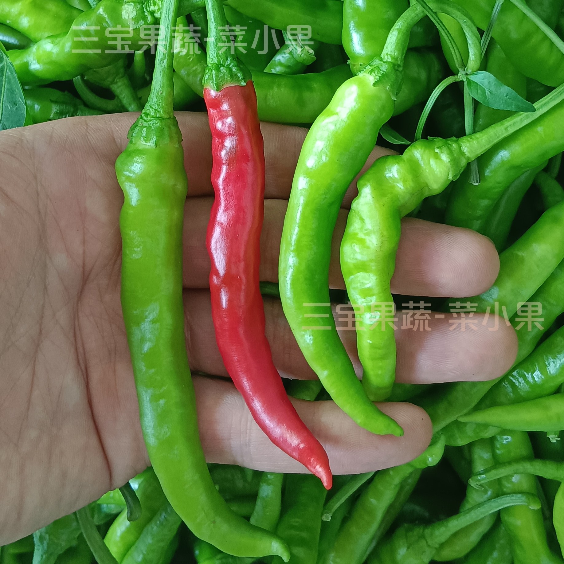 新鲜现摘小青椒邳州本地土辣椒薄皮香辣农家小尖椒小米螺丝椒徐州
