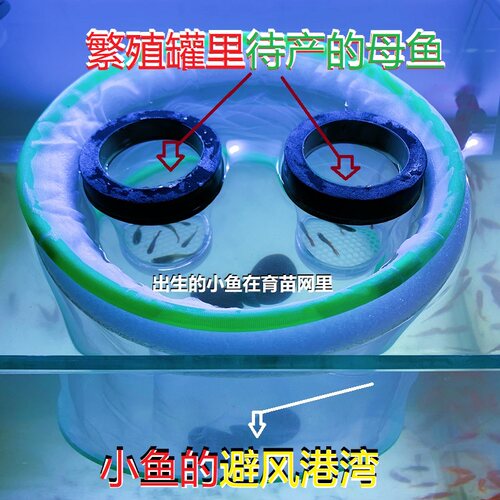 育苗网繁殖罐组合生小鱼专用套装