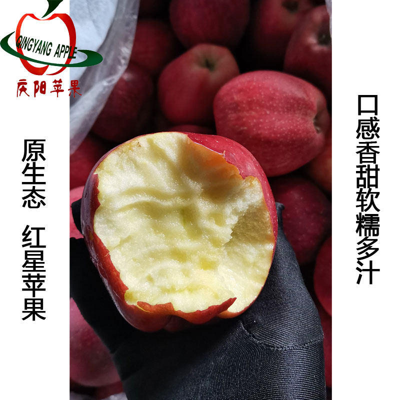 甘肃庆阳红元帅新红星苹果可刮泥粉面苹果香甜多汁胜天水花牛苹果