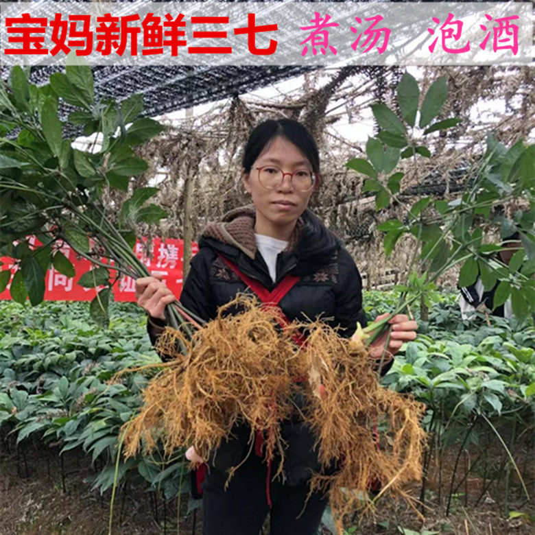 三七云南包邮头内山乡泡酒