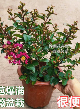 紫薇盆栽带花苞紫薇花树花卉植物