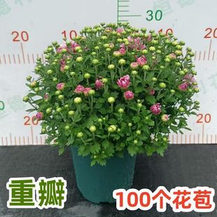 球菊花盆栽带花苞重瓣千头菊花苗四季开花室内阳台花卉植物绿植