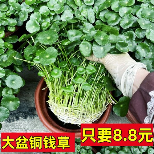 铜钱草盆栽金钱草水培植物