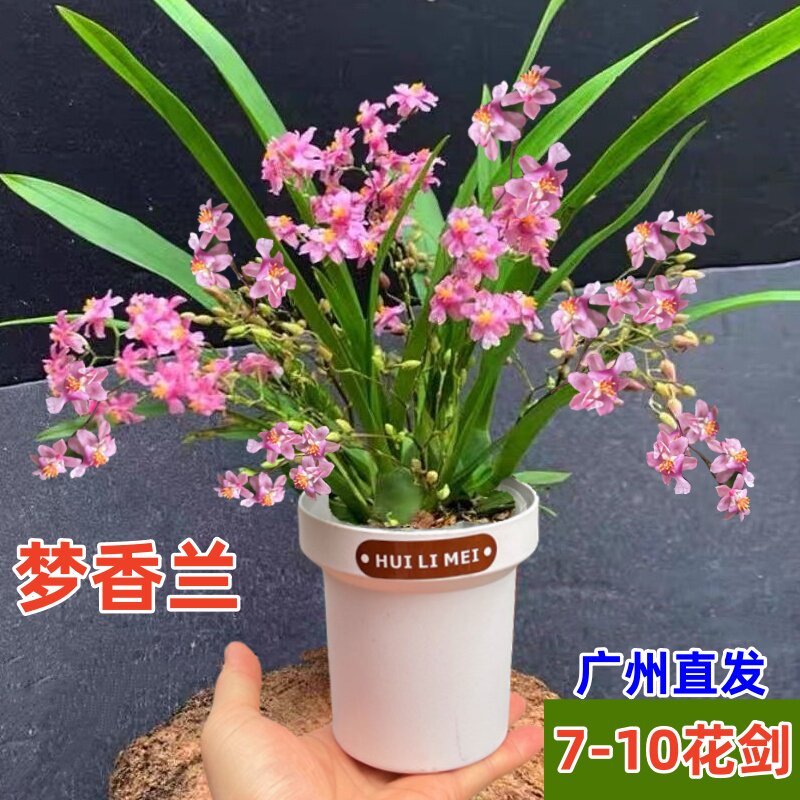 梦香兰盆栽带花苞罗曼香浓香型兰花卉文心兰跳舞兰办公室桌面绿植,鲜花速递/花卉仿真/绿植园艺,国兰/杂交兰/洋兰类,淘宝优惠券,粉丝福利购,淘宝优惠卷