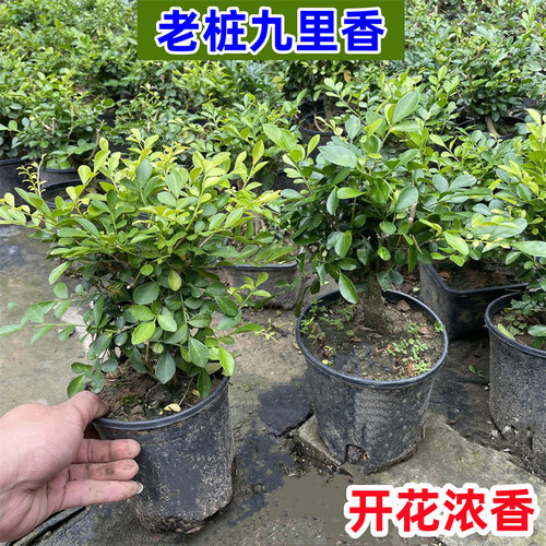 九里香盆栽老桩盆景开花浓香