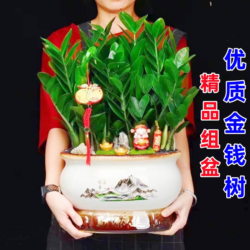 金钱树盆景室内盆栽四季常青办公室植物喜庆花卉开业绿植净化空气