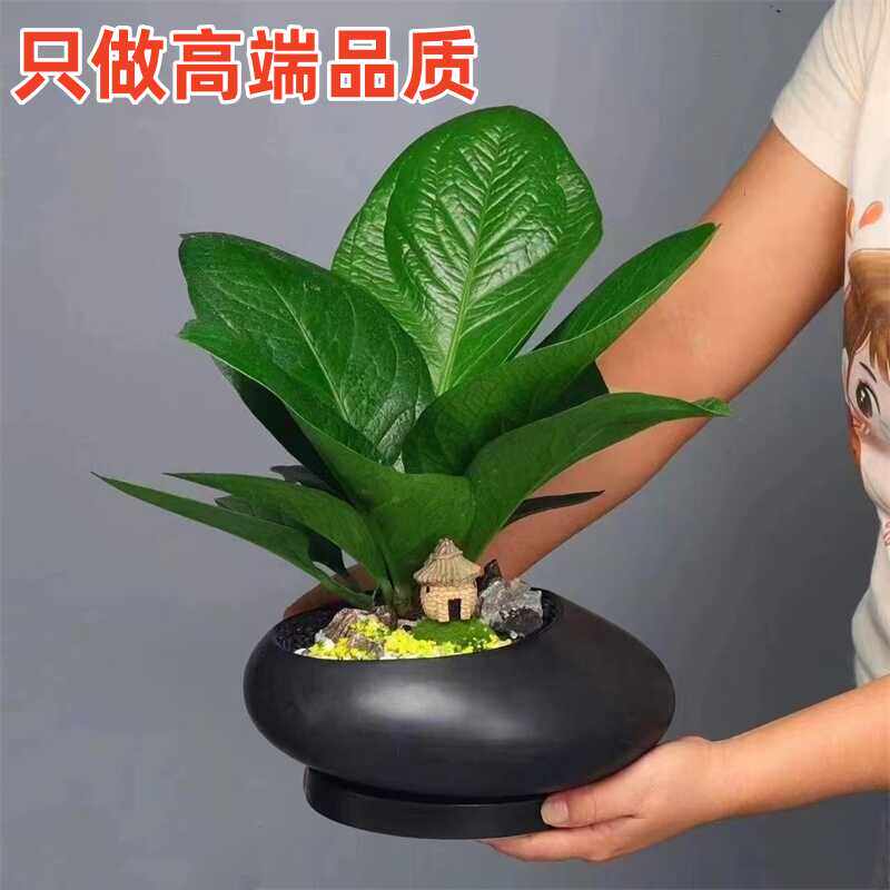 聚宝盆盆栽植物室内办公室室内图片