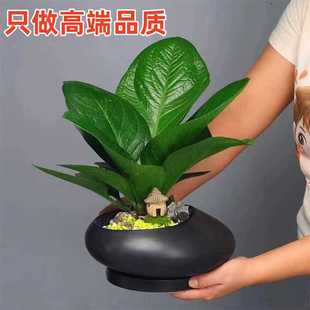 聚宝盆盆栽组盆植物室内办公室桌面花卉四季常青易养绿植净化空气