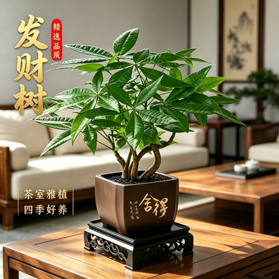 发财树盆栽室内桌面绿植净化空气