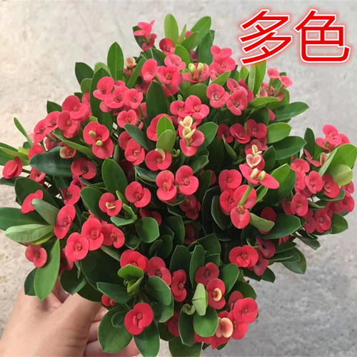 铁海棠带花苞绿植阳台庭院虎刺梅