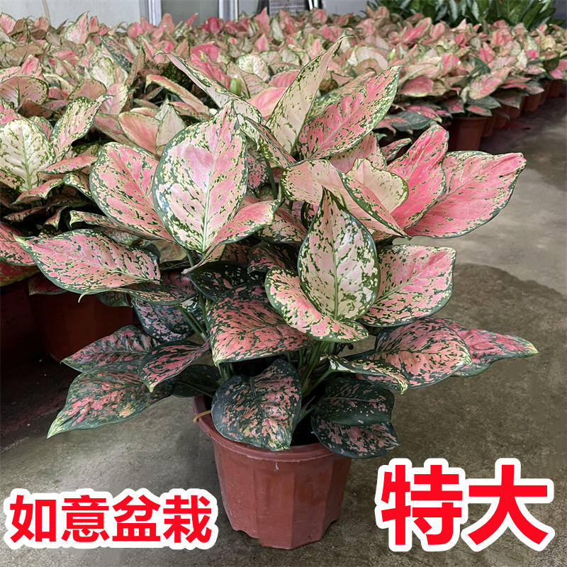 如意盆栽绿植花卉室内净化空气