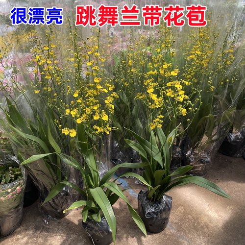 跳舞兰盆栽文心兰洋兰带花苞兰花