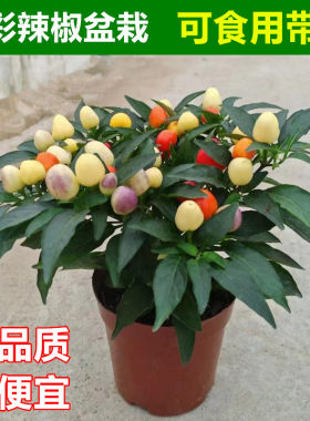 五彩辣椒盆栽可食用苹果椒带果