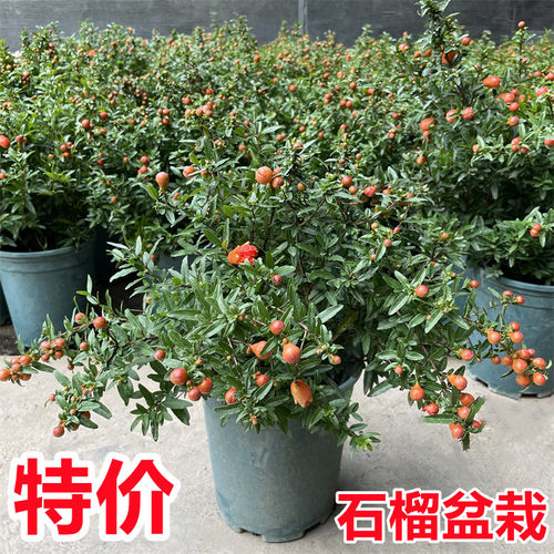 石榴盆栽带花苞阳台植物开花结果