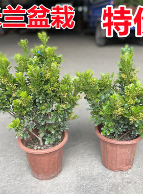 米兰盆栽庭院花卉带花苞庭院植物
