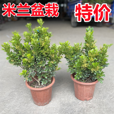 米兰盆栽庭院花卉带花苞庭院植物