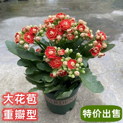 长寿花盆栽重瓣花园绿植室内花卉阳台常开花观花植物带花苞
