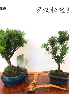 造型松树室内盆栽紫檀小叶绿植