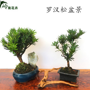 罗汉松盆景熟桩树桩造型松树室内盆栽绿植紫檀榆树黄杨小叶罗汉松