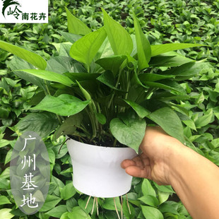 大绿萝花吊兰常绿叶绿箩盆栽绿罗办公室内装 修乔迁吸甲醛净化空气