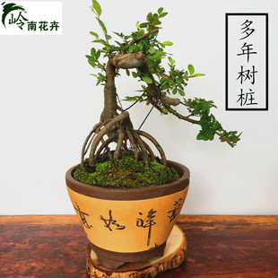 悬崖式榆树造型S型榆树桩花卉盆栽盆景绿植榆树提根小叶榆树盆景