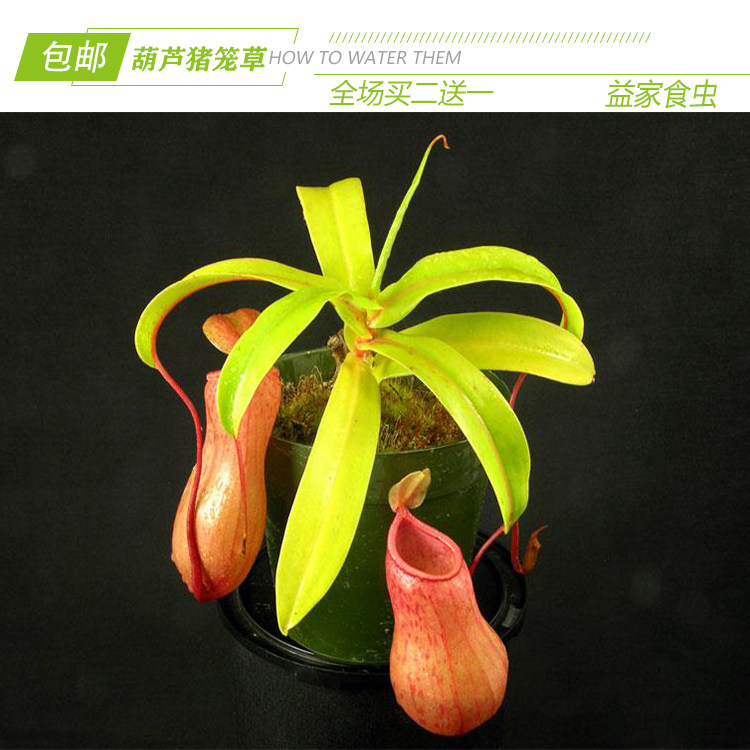 葫芦猪笼草【进口种苗】食人花捕食虫植物
