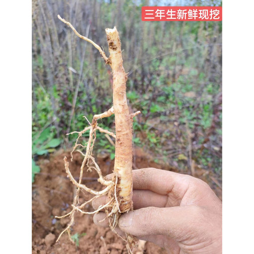 汉中三年生农家种植桔梗新鲜现挖1斤足量药食同源中药材泡菜爽脆