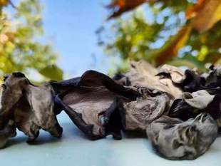 汉中佛坪椴木黑木耳200g/500g 肉质肥厚 口感柔软营养味美