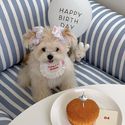 狗狗生日围兜dogs派对宠物口水兜比熊泰迪pets猫咪生日装饰口水巾