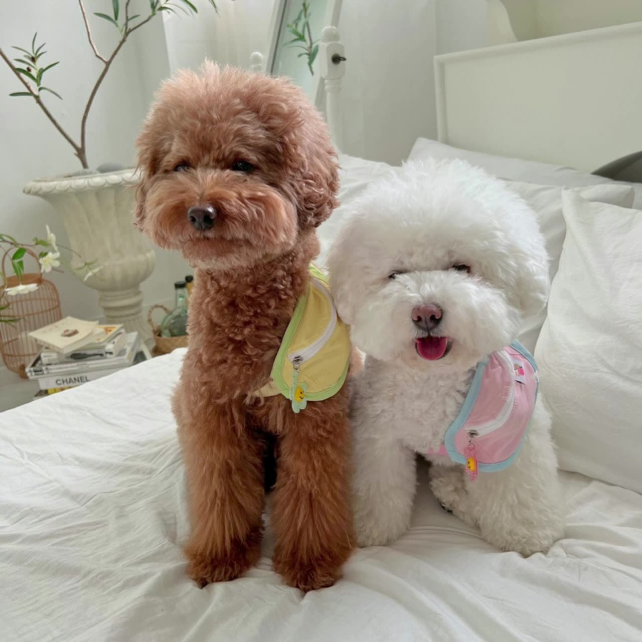 INS风韩国背包式狗狗拾便袋撞色斜挎包犬遛狗便便袋猫咪宠物背包