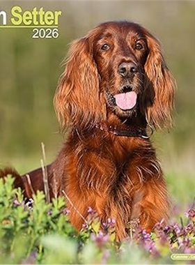 预订Irish Setter Calendar 2026  Square Dog Breed Wall Calendar - 16 Month[9781804606537]