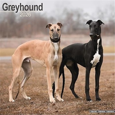 预订Greyhound Calendar 2026 Square Dog Breed Wall Calendar - 16 Month[9781804606520]