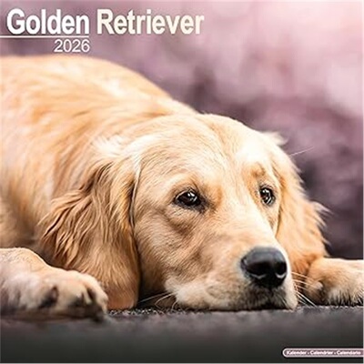 预订Golden Retriever Calendar 2026  Square Dog Breed Wall Calendar - 16 Month[9781804606483]