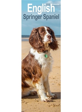预订English Springer Spaniel  Slim Calendar 2026  Dog Breed Slimline Calendar - 12 M[9781804608029]