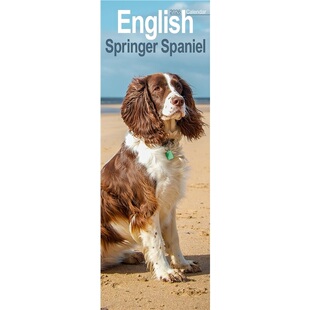 Breed Springer 2026 预订English Slimline 9781804608029 Slim Spaniel Calendar Dog