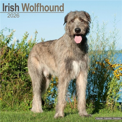 预订Irish Wolfhound Calendar 2026  Square Dog Breed Wall Calendar - 16 Month[9781804606544]