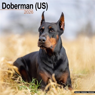 预订Doberman (Us) Calendar 2026  Square Dog Breed Wall Calendar - 16 Month[9781804606377]